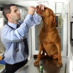 Állatorvos orvosi kannabiszt ad kutyáknak, azt mondja csodákra képes