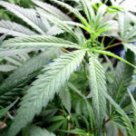 Kannabisz használat esetén növekszik az agysérüléses betegek túlélési aránya