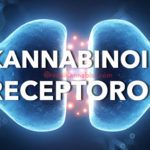 Kannabinoid receptorok