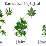 Kannabisz vagy indiai vadkender?