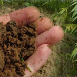 Hogyan képes a kender megtisztítani a szennyezett talajt