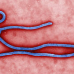 Kannabidiol: egy lehetséges kezelés Ebola-utáni szindrómára?
