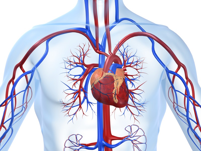 szívbetegségek egészségügyi hatásai
