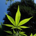 A felnőttek 90%-a sikeresen használ kannabiszt epilepsziára