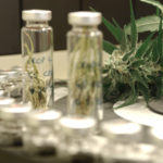 Egy gyógyszercég megkapja a végleges jelentést a kannabinoidok rákellenes hatásairól
