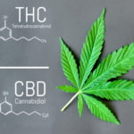 A CBD megvéd a THC mellékhatásaitól