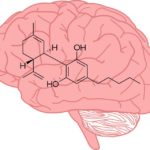 A CBD segíthet gyógyszereket juttatni az agyba