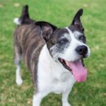 Tanulmány: A CBD javítja az oszteoartritiszben szenvedő kutyák komfortérzetét
