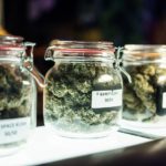 A hosszú távú tárolás hatása a kannabiszgyanta másodlagos metabolit profiljaira