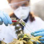 Az orvosi kannabisszal végzett kutatások áttekintése