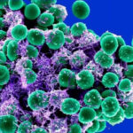 A CBD antibiotikummal kombinálva segít a reztisztens baktériumok elpusztításában