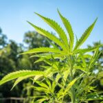 A kannabisz növények kannabinoid tartalma a genetikához köthető, nem pedig a környezeti stresszhez