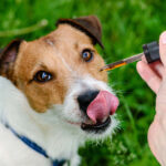 A CBD/CBDA kivonat biztonságossága és hatékonysága epilepsziás kutyákban