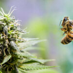 Egy tanulmány szerint a CBD erősítheti a méhek immunrendszerét