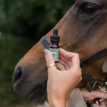 A CBD csökkentheti a gyulladást a lovakban