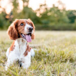 A tanulmány feltárja a CBD hosszú távú napi használatának biztonságosságát egészséges kutyáknál