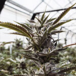 Kannabisz termesztés: Legfőbb ideje a napelemek használatának