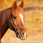 A CBD termékek biztonságosságának és elfogadhatóságának értékelése lovaknál