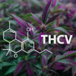 THC és THCV: Mi a különbség?