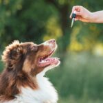 A CBD csökkentette az epilepsziás rohamokkal járó napok számát kutyáknál