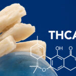 Mi az a THCA, miben más mint, a THC?