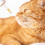 A CBD biztonságosan használható egészséges macskáknál