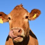 Ha a tehenek kendert esznek, nyugodtabbak lesznek, a húsuk pedig fogyasztható