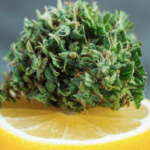 Terpén a bajban: A limonén csökkenti a THC által kiváltott szorongást