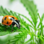 A CBD olaj biztonságos és hatásos biopeszticid katicabogarak ellen