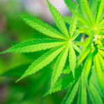 Az orvosi kannabisz használata hosszú távú egészségügyi előnyökkel jár