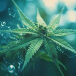 Kutatók felfedeztek egy új kannabinoidot és megvizsgálták rákellenes hatását