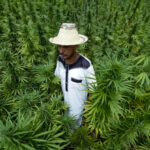 A CBD-dús marokkói kannabisz kivonat még extrém magas dózisban sem halálos