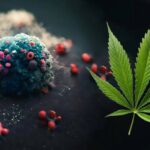 A kannabisz váratlan hatékonyságot mutat a petefészekrák ellen