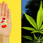 „Jelentősen csökkent” az opioidfelírás New York állam orvosi kannabisz programjában részt vevő betegeknél