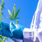 Lendületben a cseh orvosi kannabiszprogram – a háziorvosi reform bővítette a hozzáférést