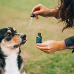 Hatékony kezelés lehet a kannabisz a kutyák oszteoarthritisz okozta fájdalmára?