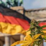Csökken az orvosi kannabisz ára Németországban, miközben nő a magasabb THC-tartalmú készítmények iránti kereslet