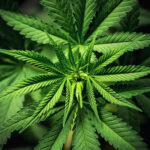 A kannabisz enyhítheti a tüneteket és csökkentheti az opioidhasználatot IBD-betegeknél