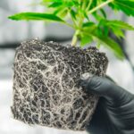 A kannabisz gyökereiben is találtak daganatellenes nanorészecskéket