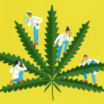 Az orvosi kannabisz társadalmi hatásai – Mit mondanak a kutatások?